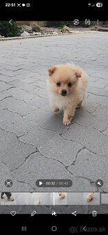 Pomeranian spic - 16