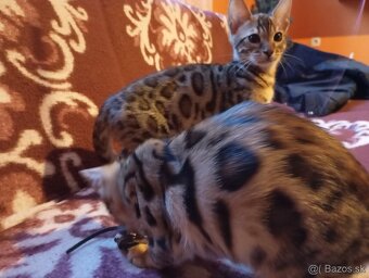 Bengalsky kocurik na krytie - 16