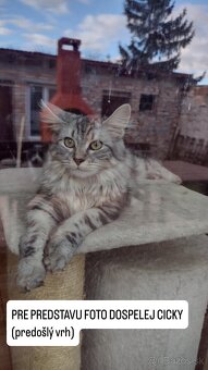 1/2 Mainská mývalia mačka/kocúr (Maine Coon) - 16