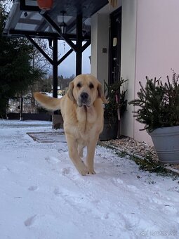 Španělský mastin štěňátka k odběru od 20.1. - 16