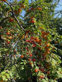 Investuj do vlastného pozemku- Štiavnické vrchy - 16