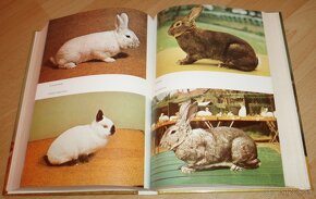 Vzorník plemen králíku - 16