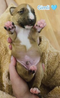 Miniatúrny bulteriér,  minibulterier , minibull - šteniatka - 16