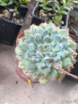 Kaktusy a sukulenty - 16