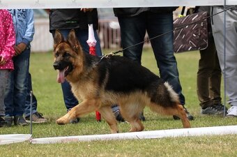 Šteniatka nemeckého ovčiaka s PP - 16