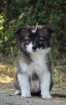 Austrálsky ovčiak × Border collie, borderka, border kólia - 16