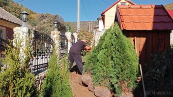 Tuja Smaragd, vavrínovec, červienka - Kežmarok - 16