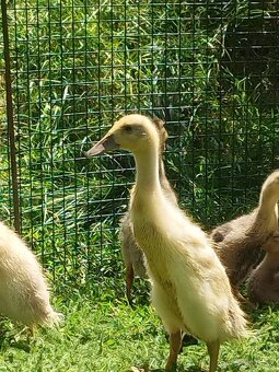 Indické bežce skrotené predám - 16