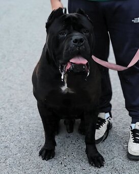 Cane corso šteniatka - 16