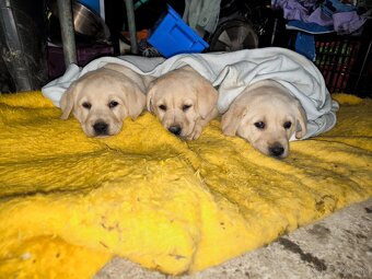 Labradorsky retriver - 16