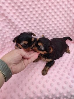 Yorkshire terrier - 16