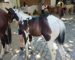 luxusní PAINT HORSE PLEMENÍK, DOUBLE HOMOZYGOT, import - 16