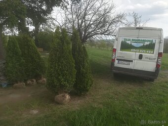 Tuja Smaragd , vavrínovec, červienka, gaštan - Trenčín - 16
