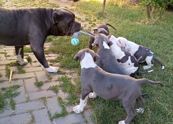 American bully XL, Americký stafordsirsky terier - 16