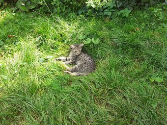 Darujem mačičky - 16