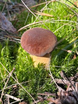 Sušené hríby - 16