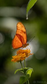 Sony a6300 + príslušenstvo a objektívy - 16