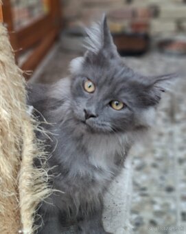 Maine coon,  mainska  mývalia s PP - 16