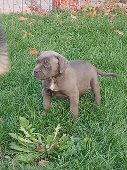 Cane corso modré šteniatka - 16