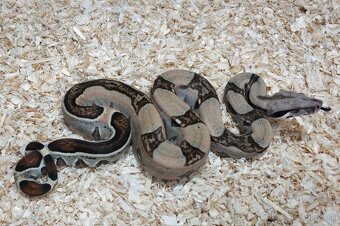 Boa imperator - Normal a Hypo 66% het Sterling VPI - 16