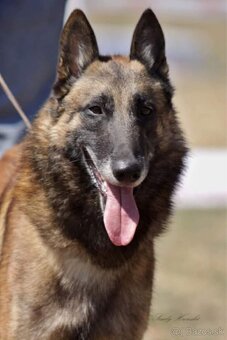 Belgický ovčiak Malinois ,,G” vrh - 16
