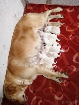 Zlatý retriever - 16