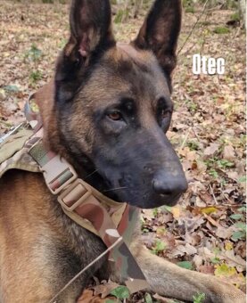 Belgický ovčiak- Malinois - 16