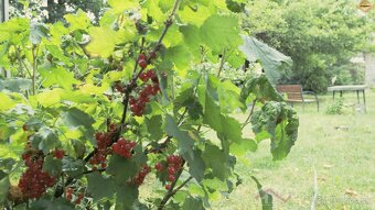 Na predaj rodinný dom - Nižná Hutka + videoprojekcia - 16