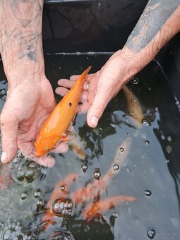 koi kapre - 16