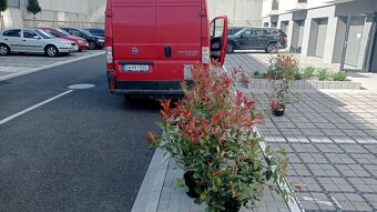 Tuja Smaragd, vavrínovec, červienka - Spišská Nová Ves - 16