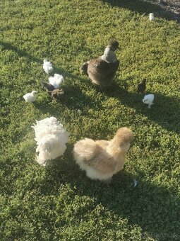 Nasadové vajíčka hodvábnicka - 16