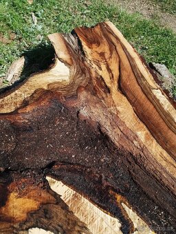 Orechove fosne, hrúbka 84mm - 16