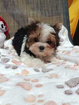 Yorkshire terrier - 16