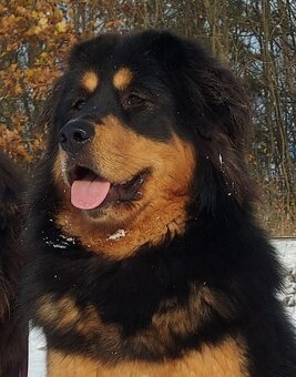 Tibetská doga - šteniatka s PP - 16