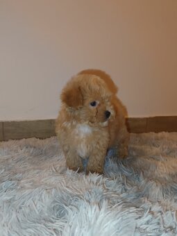Toy Maltipoo - 16