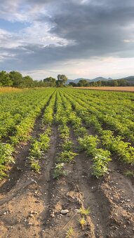 Domáce Zemiaky - 16