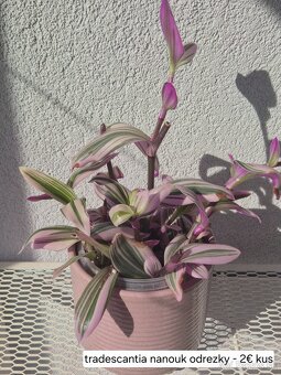 Predám izbové rastliny - 16