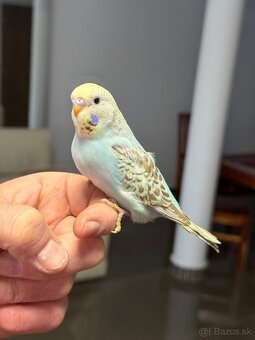 Andulky mlada Maznačik - 16