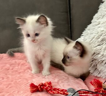 Ragdoll - 16