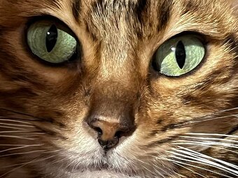 Bengalska mačka - 16