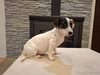 Jack russel terier - 16