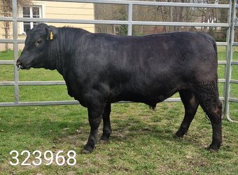 Plemenný býk Aberdeen Angus - vakcinovaný na Bluetongue - 16