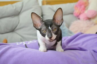 Cornish rex s PP - 16