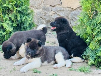 Americká Akita - 16