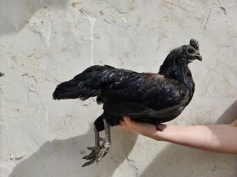 Ayam cemani - 16