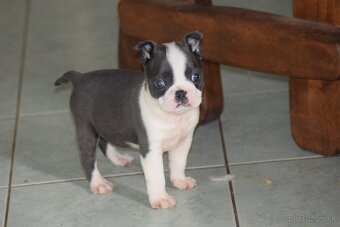 bostonský teriér s PP - modrý pejsek+ modrá holčička - 16