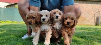 Maltipoo Cavapoo GoldenDoodle - 16