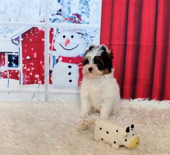 Yorkshire teriér, Biewer, Biro, Yorkshire teriér s PP - 16