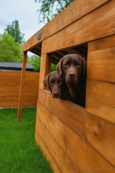 Šteniatka labrador a hnedá suka IHNEĎ - 16