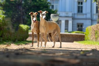 Šteniatka Vipet / Whippet - 16